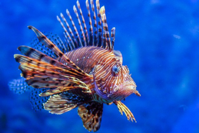 İstilacılar belgeselinin ilk gösterimi yapıldı