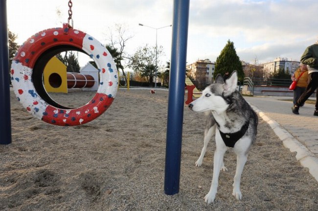 İzmir Gaziemir'de köpek parkı