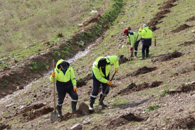 Kocaeli İlimtepe'de dolgu alanı ağaçlandırılıyor