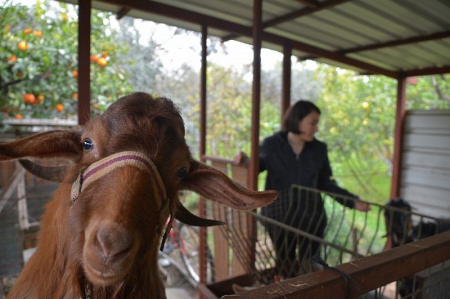 Muğla'da kadın girişimci Cansu Biçer keçi sayısını 1 yılda 20'ye çıkardı