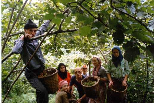 Fındık İşçilerine günlük 28 Lira..