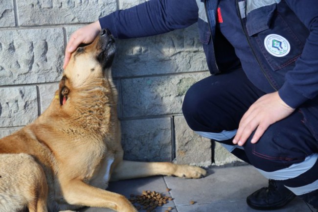 Rize'de sokak hayvanlarına yardım