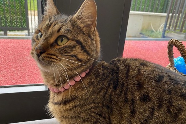 Kocaeli İzmit Yeşilova Çınar Çocuk Evi'nin yeni maskotu 'Güneş' oldu