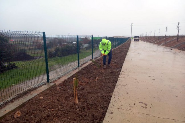 Kocaeli'de Demirciler'de mezarlık ağaçlandırıldı