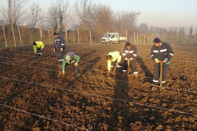 Kocaeli'nde 10 bin çuha fide toprakla buluştu