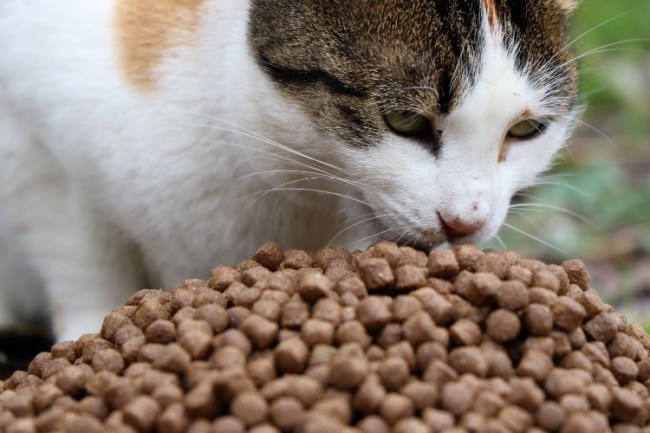 Kocaeli'nde patili dostlar aç kalmıyor