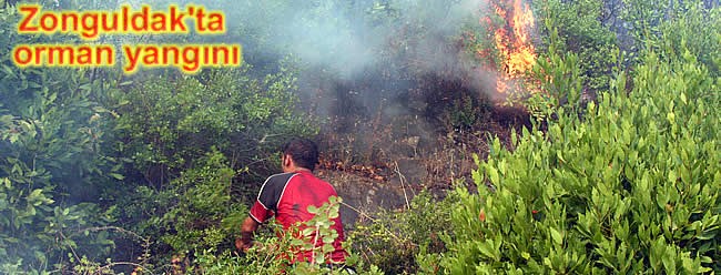 Zonguldak'ta orman yangını