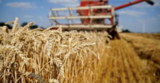 Tahıl ve bitkisel ürün fiyatları %35,95 arttı