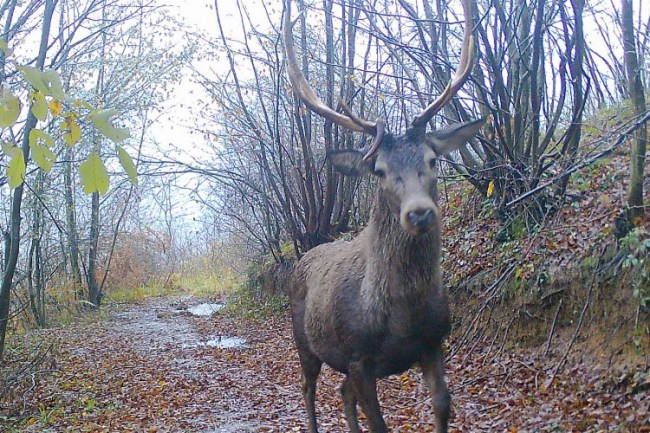 Ormanya'nın yaban hayatı foto kapanlara yansıdı