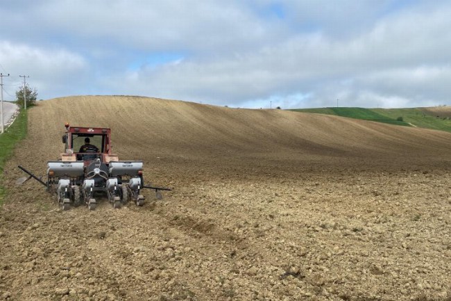 Silajlık mısır tohumları bugün Kozluca'da toprakla buluştu