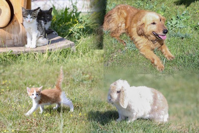 Kütahya'da can dostlarının bakımları devam ediyor