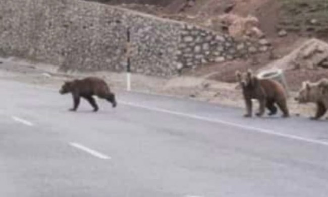 Zonguldak’ın ayıları yola indi