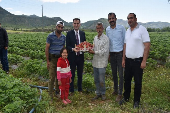 Batman Sason'da çilek hasadı başladı