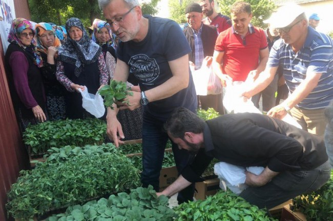 Kocaeli İzmit'te yüzde 100 hibeli fide