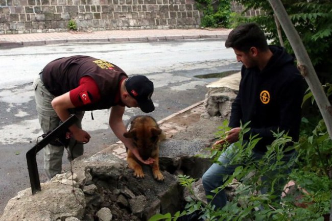 Kayseri'nin 'Reks'i iz peşinde