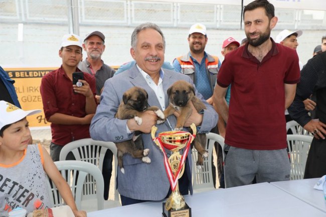 Kayseri Talas'ta Çoban Köpekleri Güzellik Yarışması