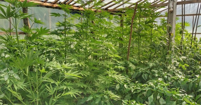 Gökçebey'de jandarma yakaladı, savcı serbest bıraktı