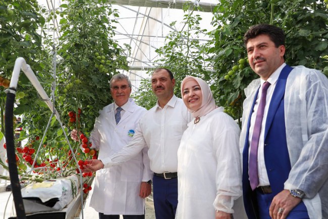 Sakarya'da Seracılık Mükemmeliyet Merkezi'nde ilk hasat