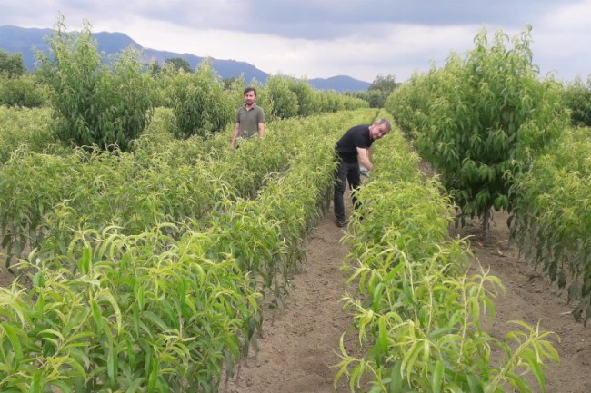 Bursa Gürsu'da 'şarka virüsü'ne karşı numuneler alındı