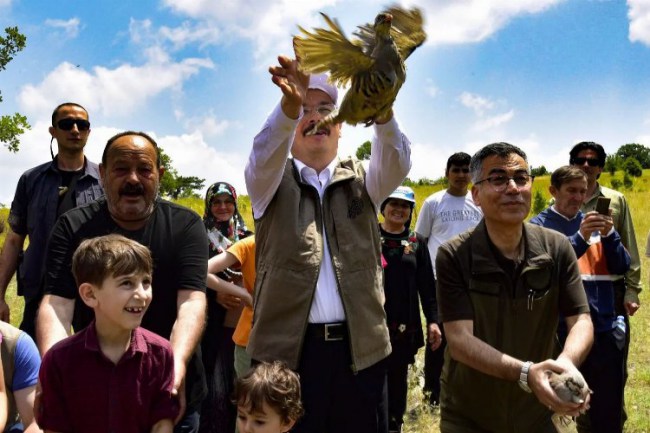 Bilecik'te 475 kınalı keklik doğaya salındı