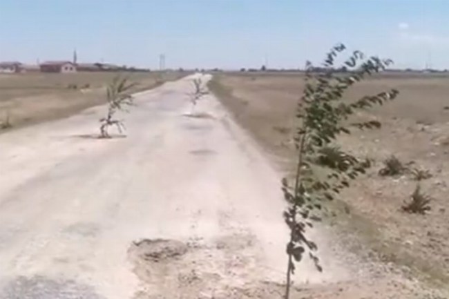 Böyle tepki görülmedi! Aksaray'da bozuk yola ağaç diktiler