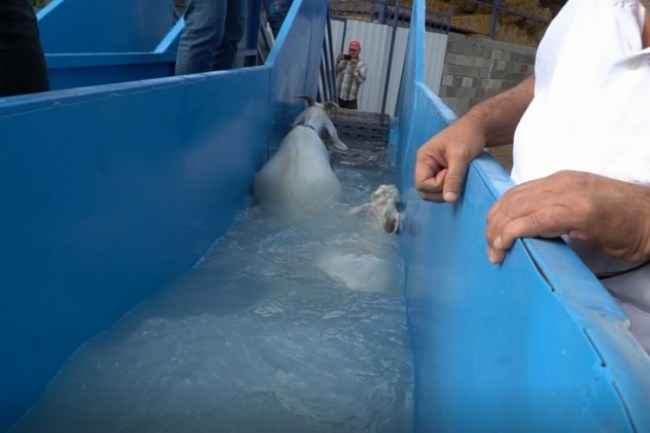 Bursa Mustafakemalpaşa'da koyunlara özel banyo