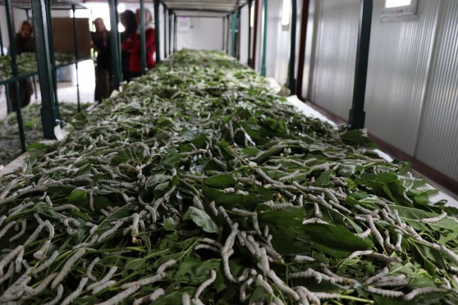 Kocaeli İzmit'te İpek Böceği Besleme Evi'nde üretim sürüyor