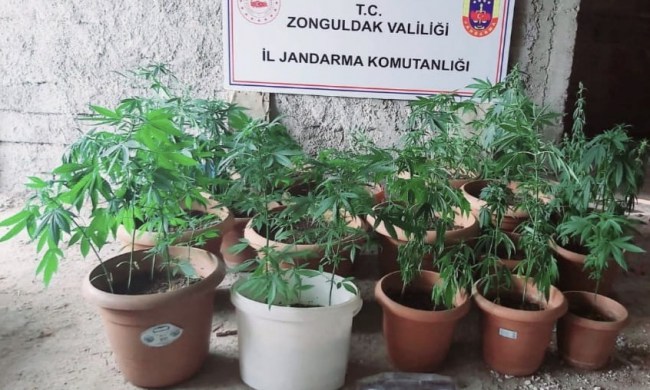 Kdz.Ereğli ve Devrek’te kenevir operasyonu