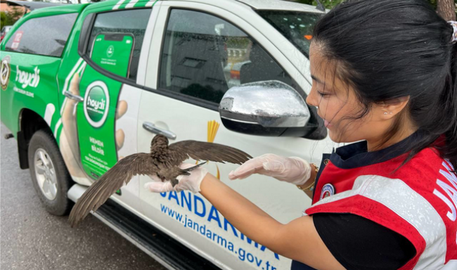 Çatalağzı'nda yaralı ebabil kuşu iyileştirilerek doğaya salındı