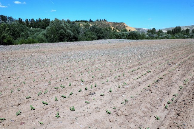 Çankırı'da tarım hamlesi! Atıl araziye ayçiçeği dikildi