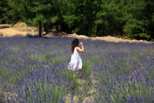 Muğla'da lavanta şenliği başlıyor