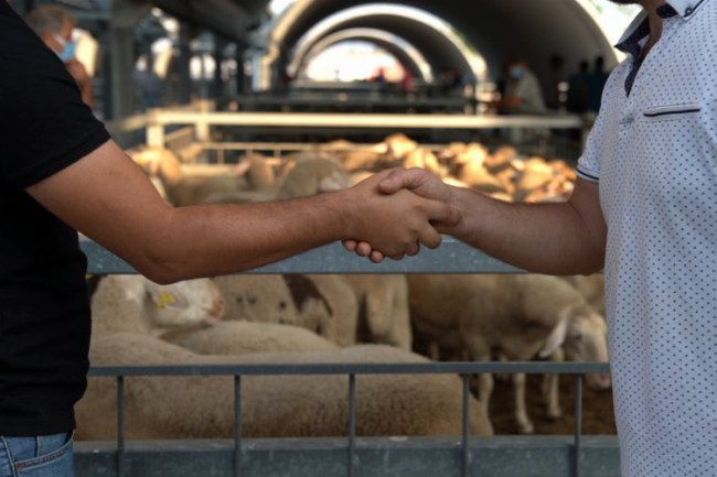 Balıkesir'de hayvan pazarı padok işlemlerine başladı