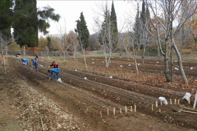Antalya'da belediyenin ürettiği lale soğanları hasat edildi