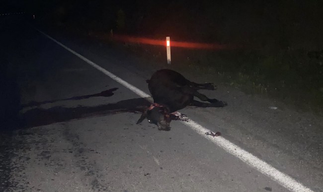 Kdz.Ereğli Çaylıoğlu yolunda aracın çarptığı inek telef oldu