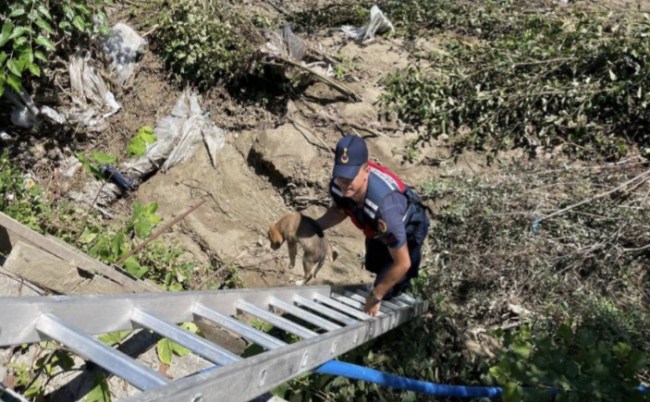 Selde mahsur kalan yavru köpekler jandarma ekipleri tarafından kurtarıldı