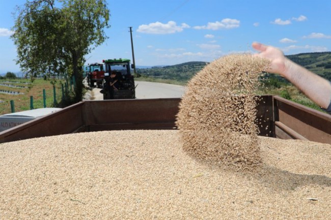 Kocaeli İzmit'te dağıtılan tohumlardan bereket fışkırdı
