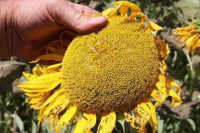 Bilecik'te üreticilere 'çayır tırtılı' uyarısı