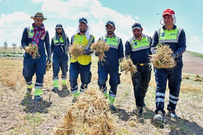 Anadolu'nun unutulmuş tahılı burçak gün yüzüne çıkarılıyor