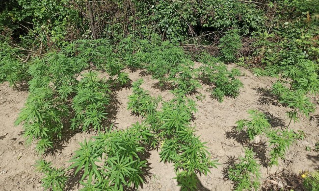 Kdz.Ereğli’de kenevir tarlası basıldı