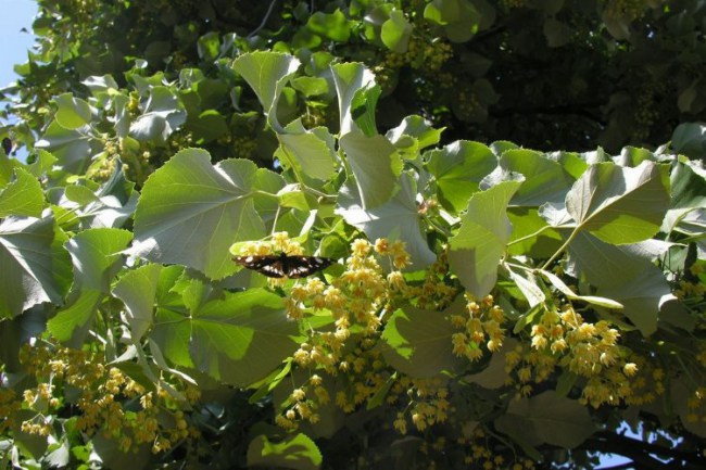 Ihlamurdan ekonomiye 35 milyon TL'lik katkı