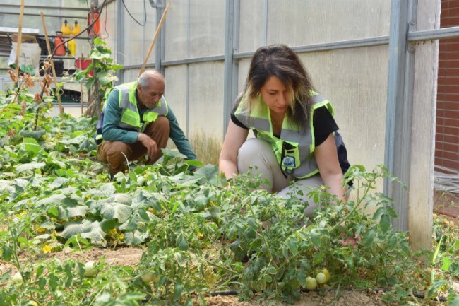 Bursa Yıldırım'da özel anneler ilk hasadı yaptı