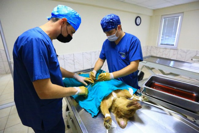 Muğla'da 26 bin 529 hayvan tedavi edildi