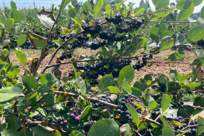 İzmit'in topraklarında şifa yetişiyor