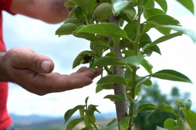 Çiftçiye ‘Cennet meyvesi fidanı' desteği