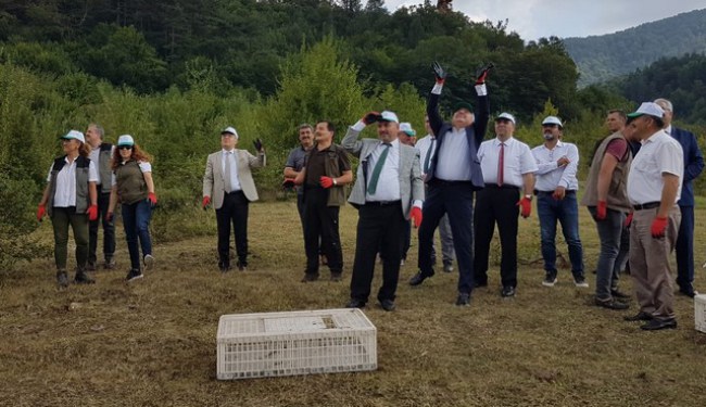 Çaylıoğlu'nda doğaya sülün saldılar