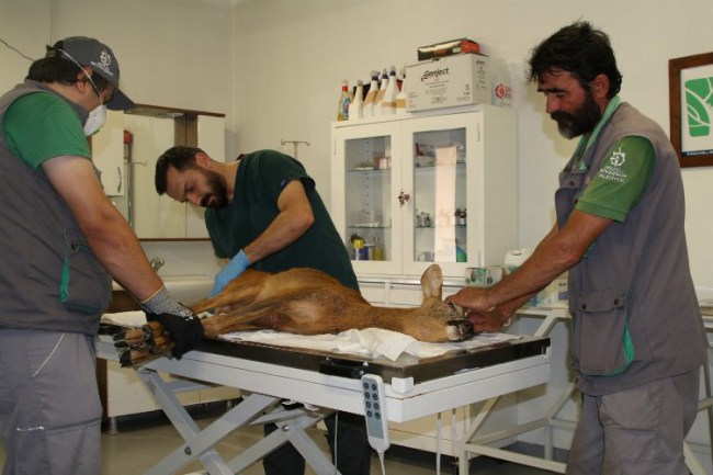 Kandıra sahillerinde kurtarılan Karaca'nın tedavisi devam ediyor