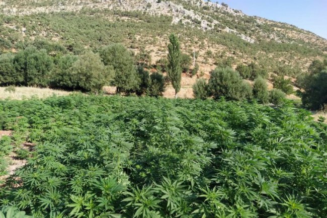 Diyarbakır'da milyonlarca kenevir ele geçirildi