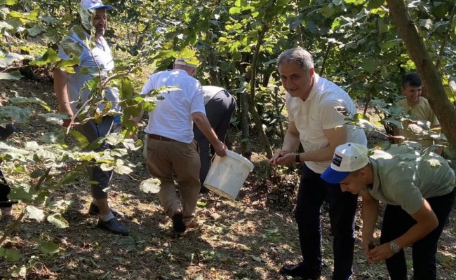 Fındık bahçesine gitti.. İşçilere meşrubat ve karpuz ikram etti
