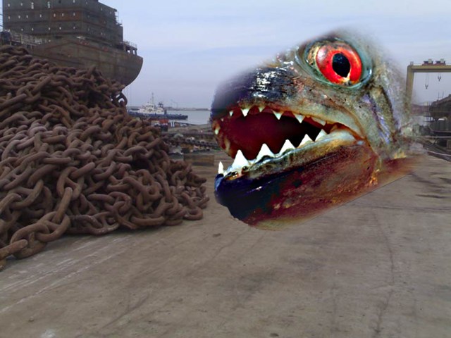 Piranalara taş çıkartıyorlar!..