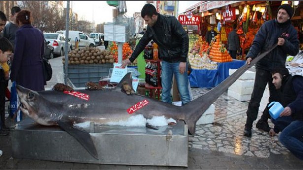 Bu dev Marmara'dan çıktı